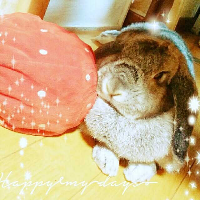 mochisiba-okakaさんの実例写真