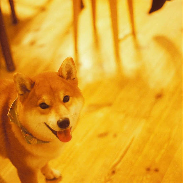 hogeさんの実例写真