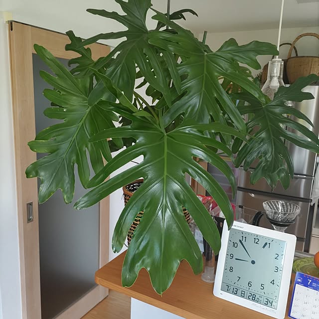 salacocoさんの実例写真