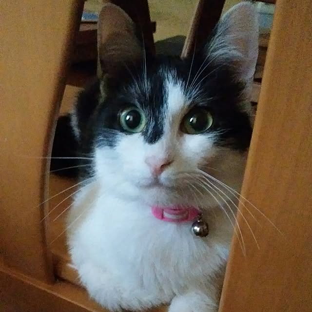 yum0408さんの実例写真
