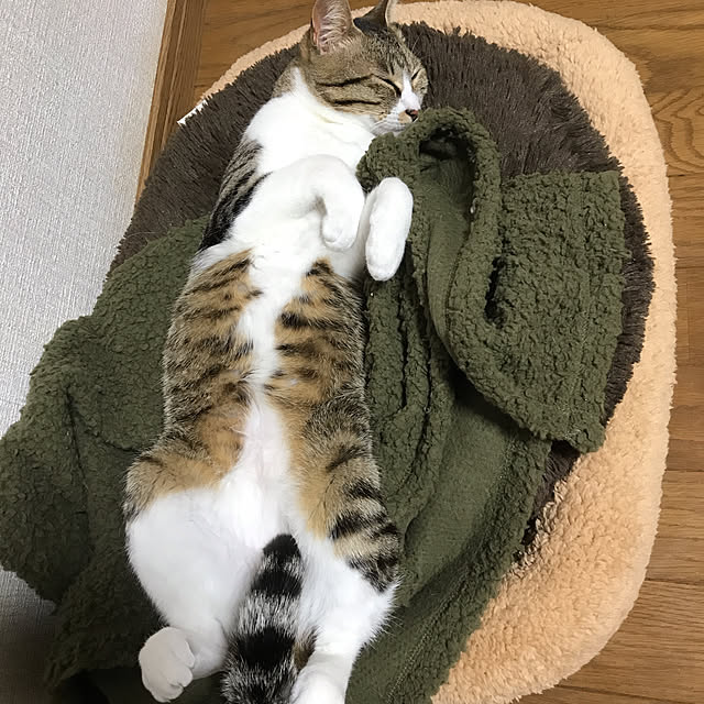 maaさんの実例写真