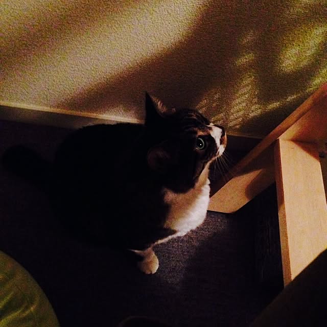 piyopicoさんの実例写真