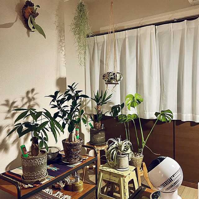 観葉植物/一人暮らし/リビングのインテリア実例 - 2021-04-29 21:29:32