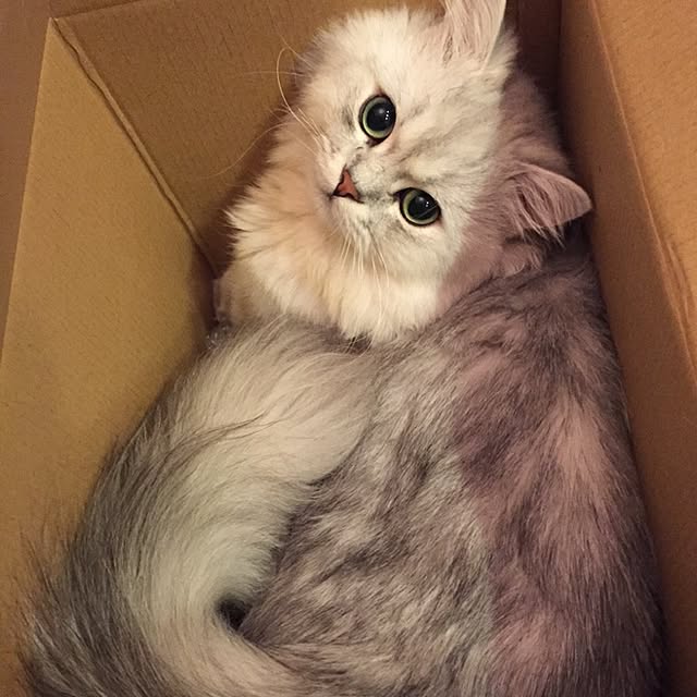 horurunさんの実例写真
