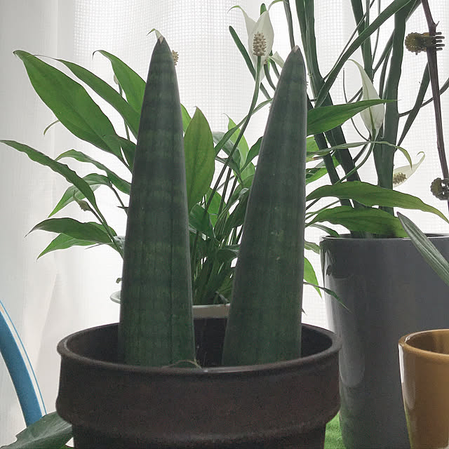 HANAさんの実例写真
