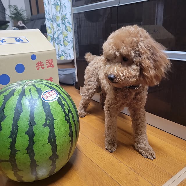 mimi828さんの実例写真