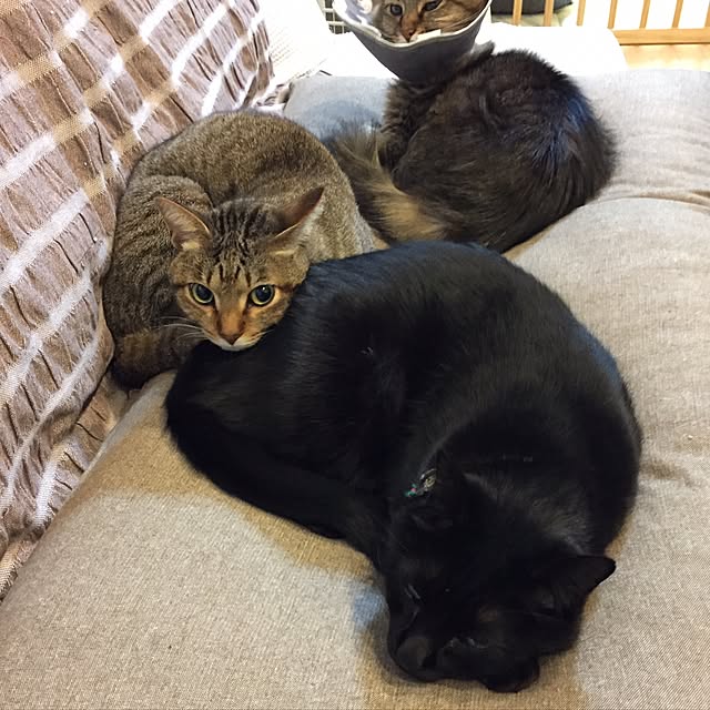 yuki0511さんの実例写真