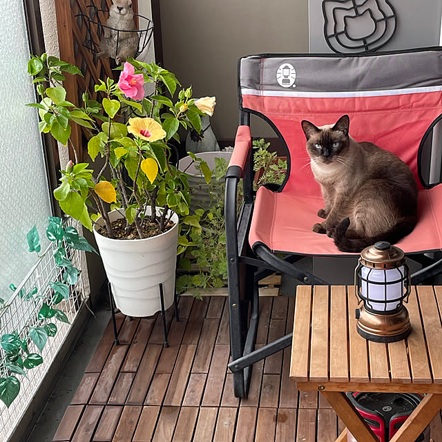 masaさんの実例写真