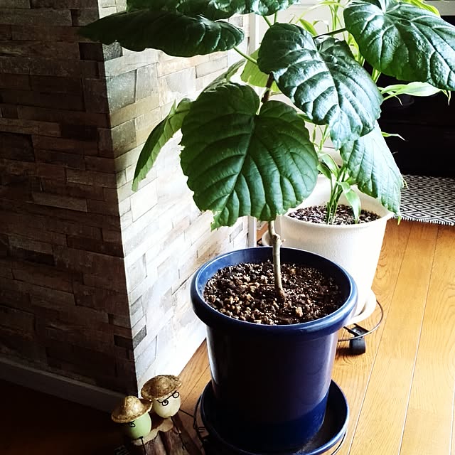 Renさんの実例写真