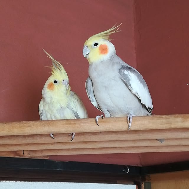 棚/再起動中/連投失礼します/ご無沙汰してました♡/フォロワーの皆様に感謝♡...などのインテリア実例 - 2024-01-17 11:32:00