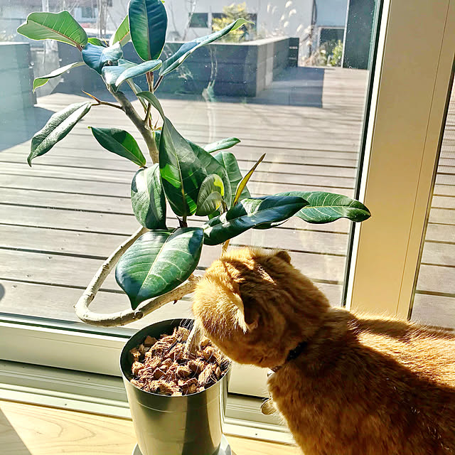 hm_myhomeさんの実例写真