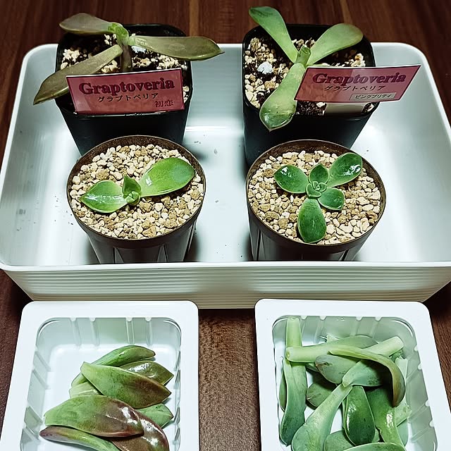soyokoさんの部屋