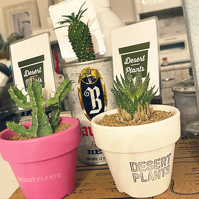 サボテン♡/desert plants/RHC/beach/西海岸...などのインテリア実例 - 2021-09-18 20:00:34