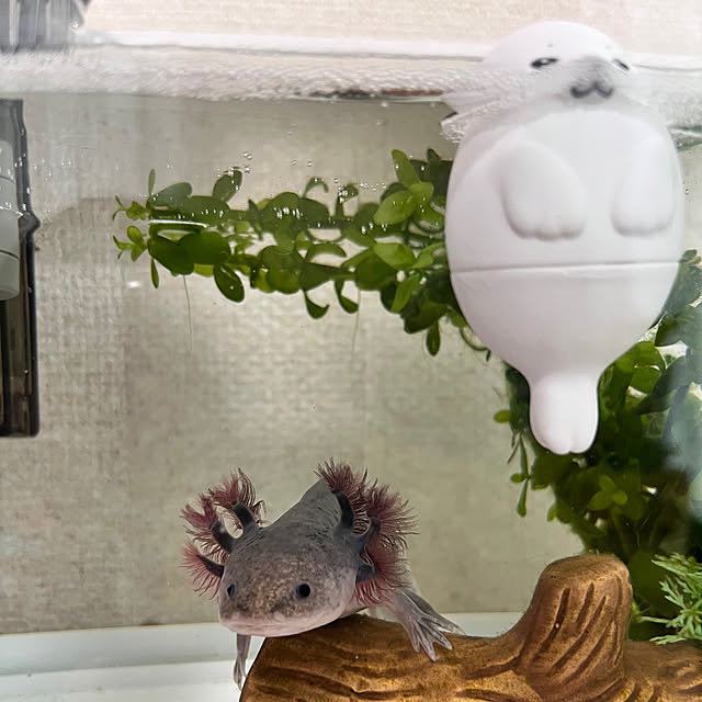 hanihaniさんの実例写真