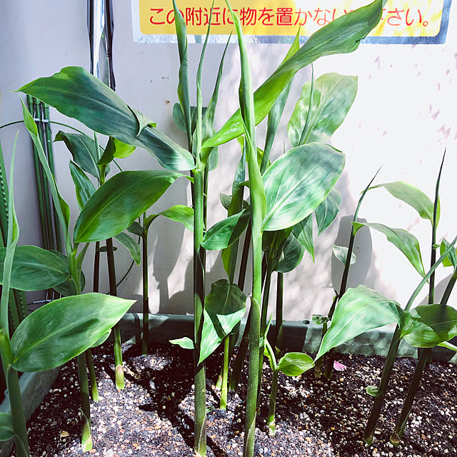 hanachanさんの実例写真