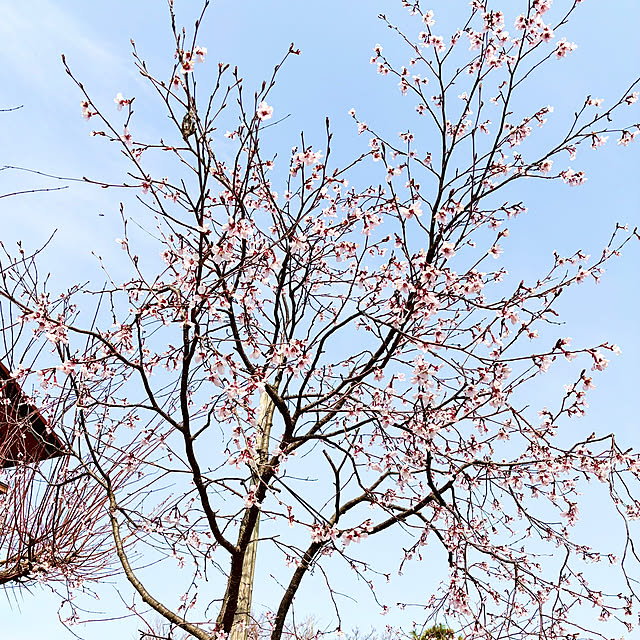 Fleur_さんの実例写真