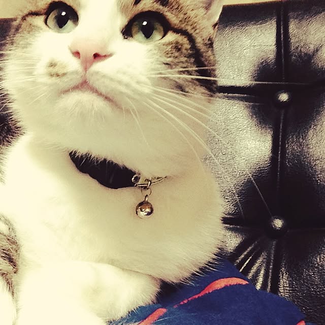 amigeeeeさんの実例写真