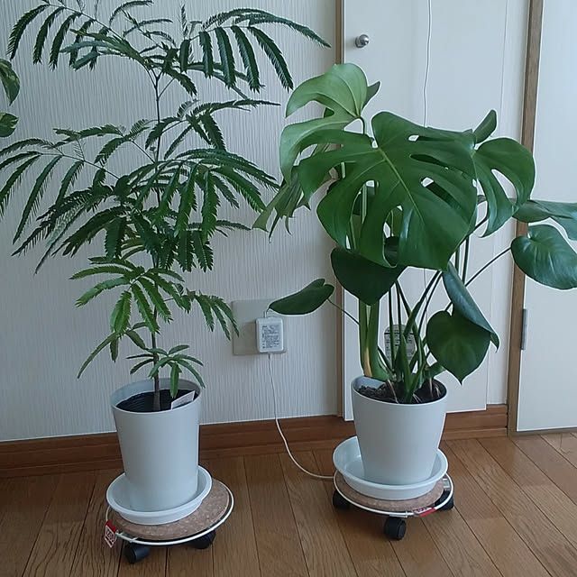 ringojamさんの実例写真