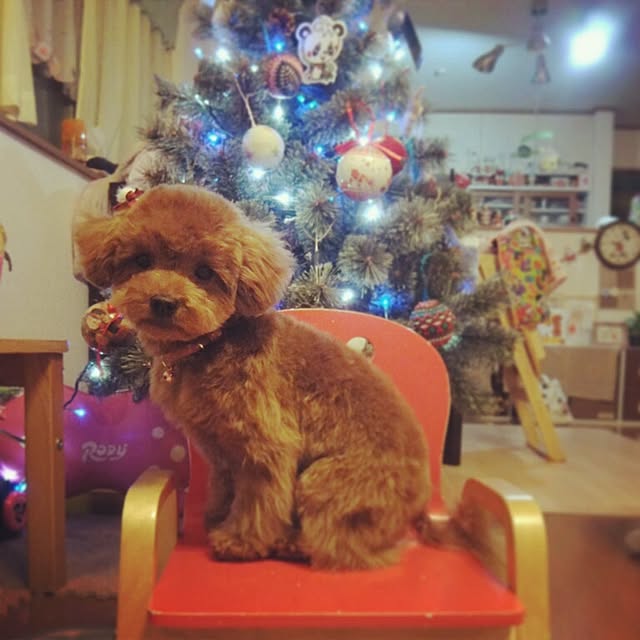 chipinoさんの実例写真