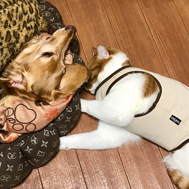 yurincaさんの実例写真
