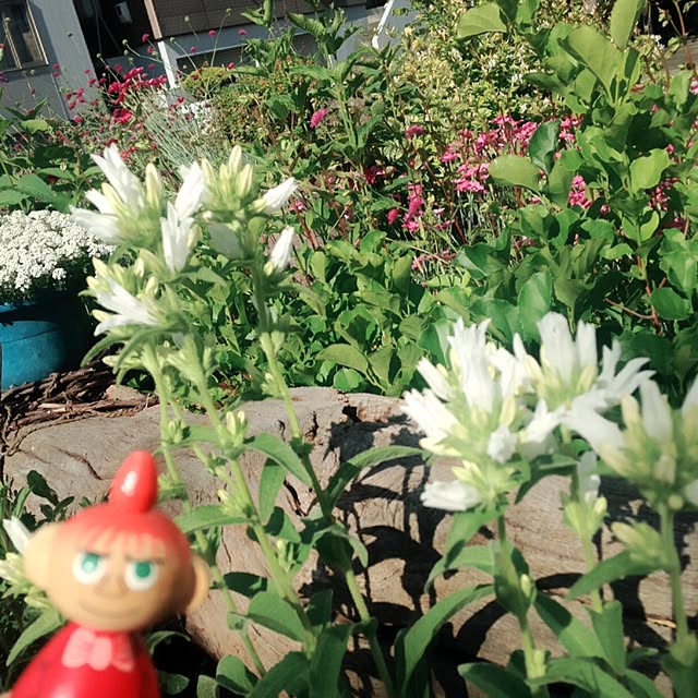 okeiさんの実例写真