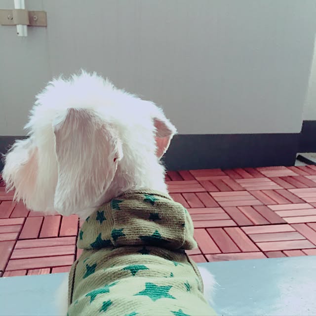 carter0823さんの実例写真