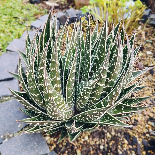 womiさんの実例写真