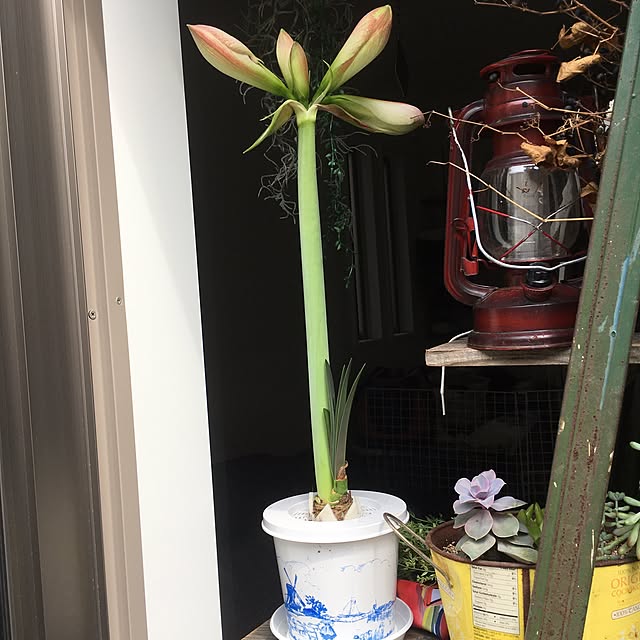cocco0505さんの実例写真