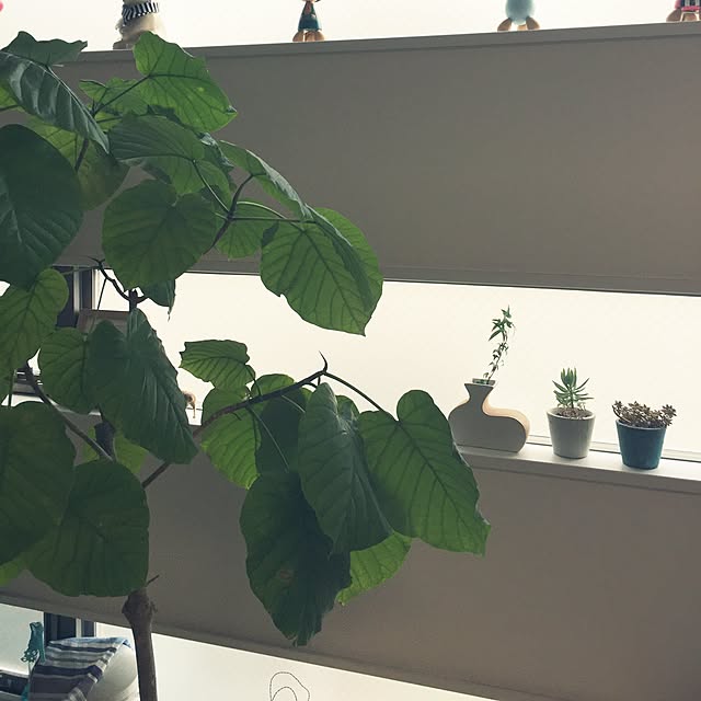 リビング/多肉植物/観葉植物のインテリア実例 - 2016-06-15 15:29:33