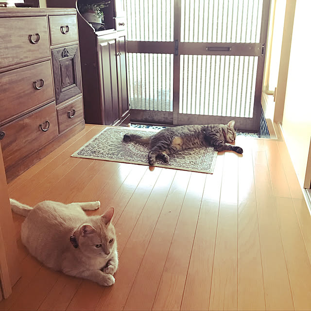 mikan161さんの実例写真