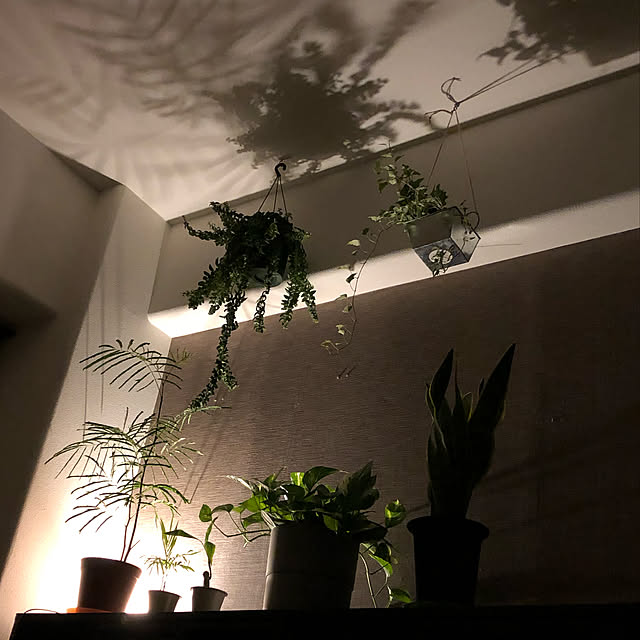 plants.fjkさんの実例写真