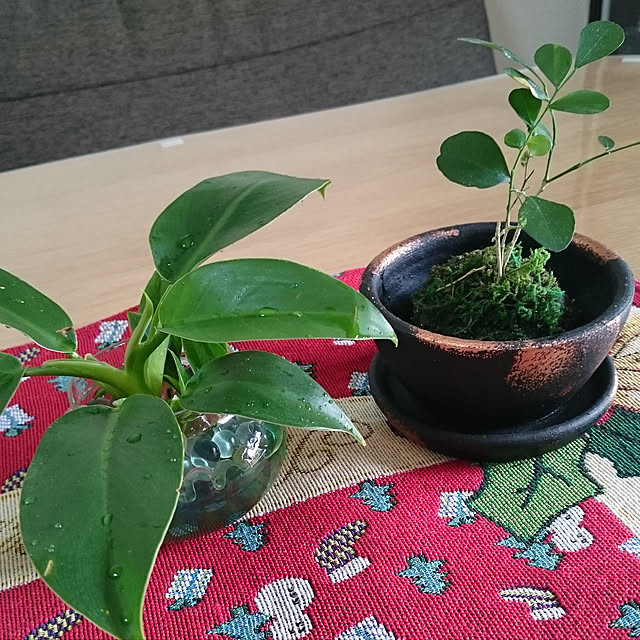 キッチン/観葉植物/ナチュラル/多肉植物のインテリア実例 - 2019-01-22 22:35:49
