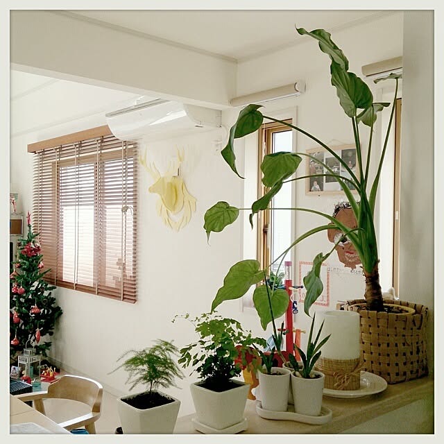 urchinさんの実例写真