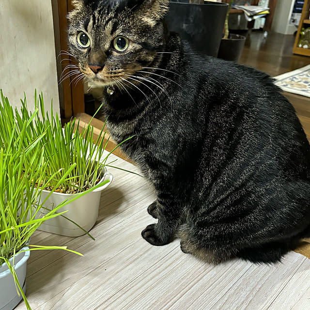 momocchiさんの部屋
