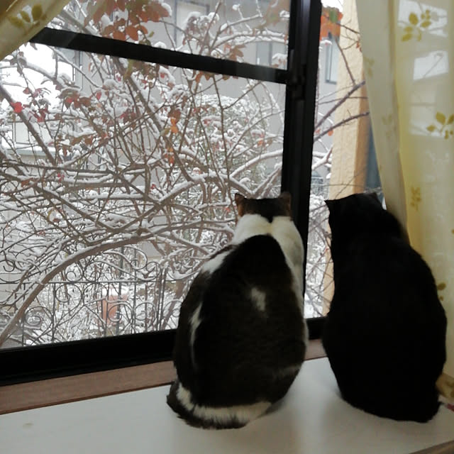 Tomopさんの実例写真