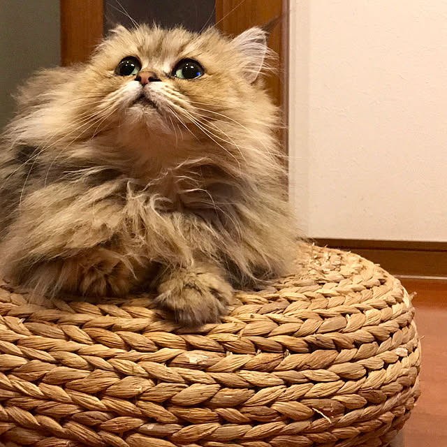 butachanさんの実例写真