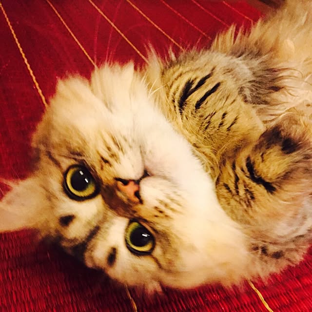 butachanさんの実例写真