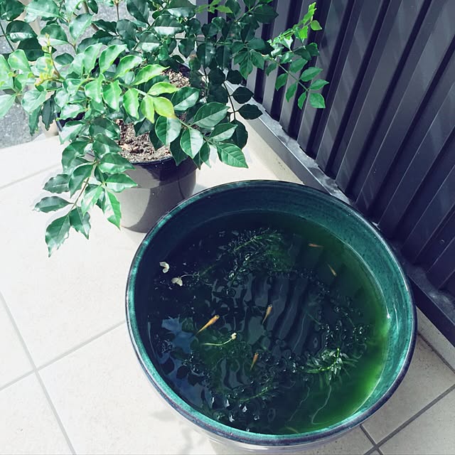 riaさんの実例写真