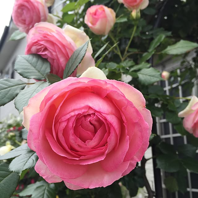 angelrose.yuuさんの実例写真