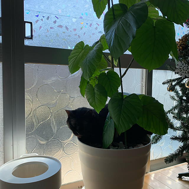kuromiさんの実例写真
