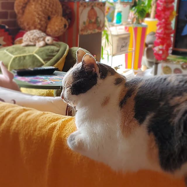 kumutanさんの実例写真