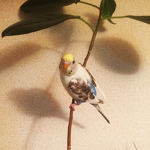 torihanaさんの実例写真
