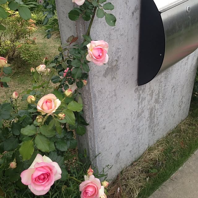 suzuchanさんの実例写真