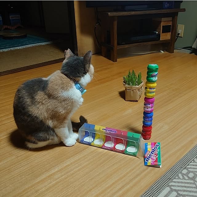 fukuさんの実例写真