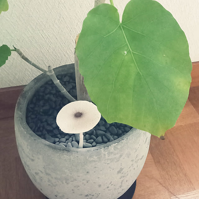 rhuさんの実例写真