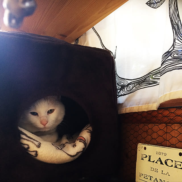 chocolatさんの実例写真