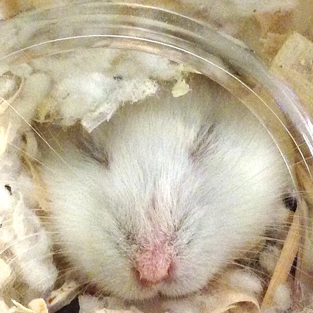 jnjnforesterさんの実例写真