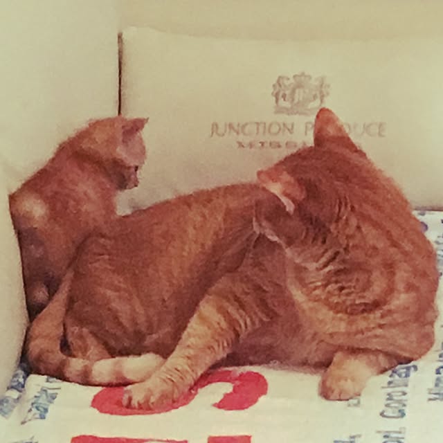 ykariさんの実例写真