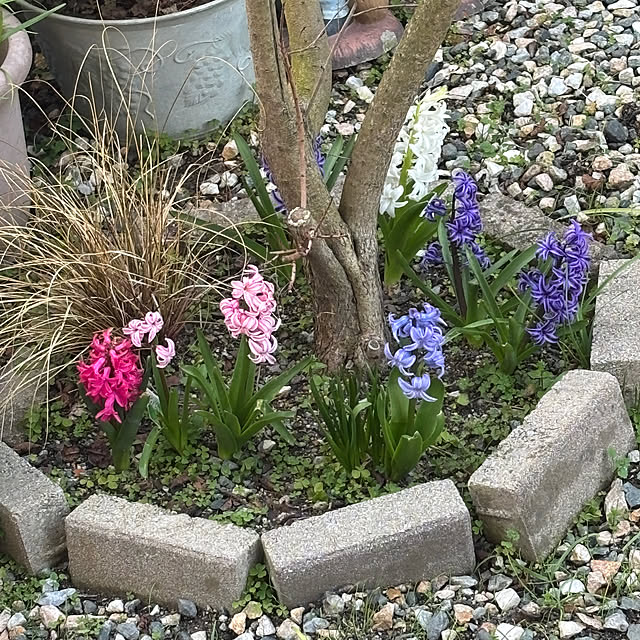 chIoeさんの実例写真