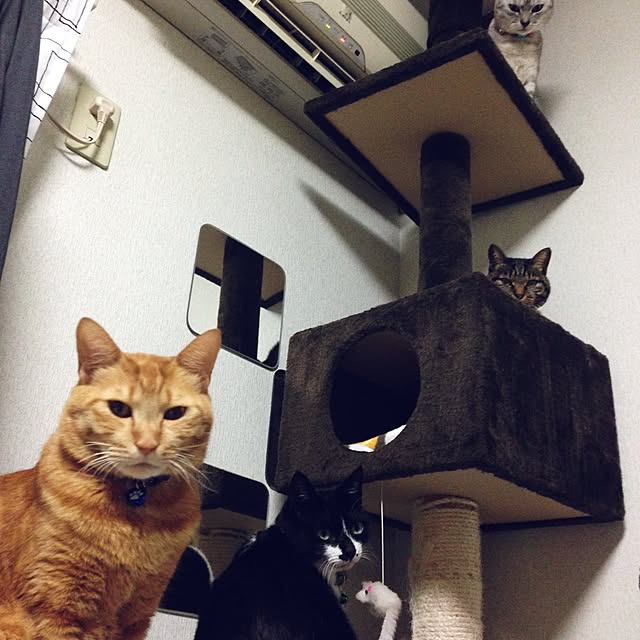 Kokokoさんの実例写真